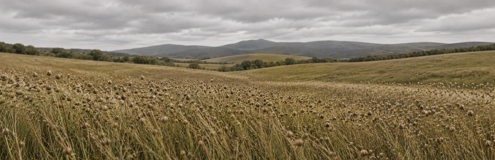 A vast field of mature flax plants with brown seed pods, stretching toward rolling hills under an overcast, cloudy sky.