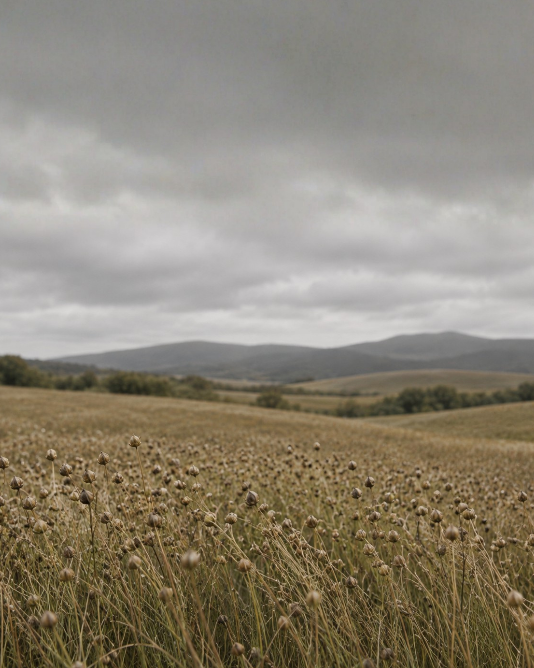 A vast field of mature flax plants with brown seed pods, stretching toward rolling hills under an overcast, cloudy sky.